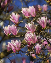 Naklejka premium Huangshan, magnolia cylindrica, flowers