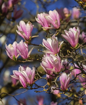 Fototapeta Huangshan, magnolia cylindrica, flowers