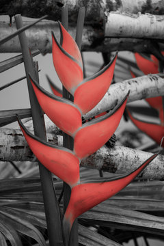 Karibische Helikonie (Heliconia caribae)
