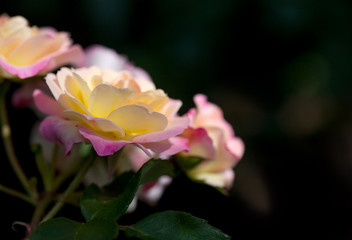 pink shaded to yellow rose plant
