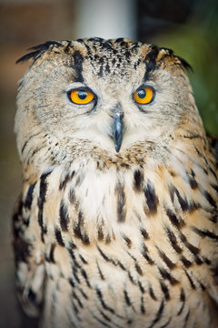 Close up of owl. Portrait.