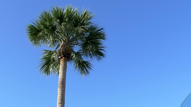 Low angle of Florida palm tree against clear blue sky, 4K