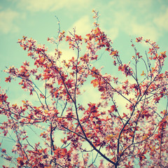 Obrazy  Wiśniowe kwiaty śliwki na tle nieba w stylu retro retro
