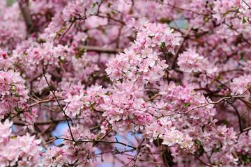Pink blossom of cherry tree
