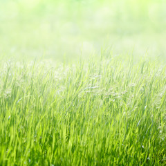 Green grass background