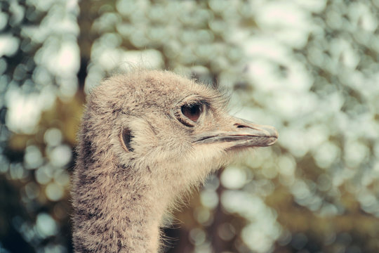 Head of the ostrich close-up