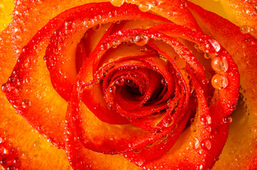 Macro of rose flower with water drops
