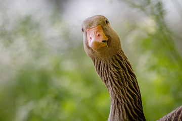Tierportait: Closeup Gans