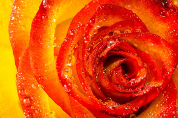 Macro of rose flower with water drops