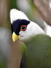 White-crested turaco (Tauraco leucolophus)