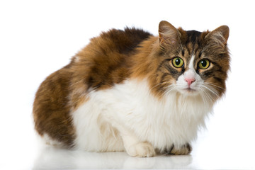 Obraz premium Langhaarkatze