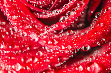 Macro of rose flower with water drops