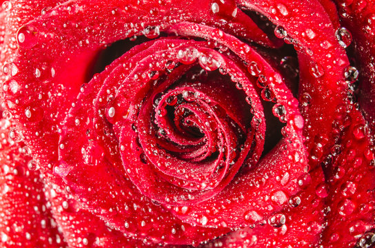 Fototapeta Makro- róża kwiat z wodnymi kroplami