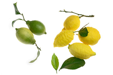 limoni gialli e verdi