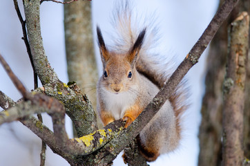 Squirrel sit on tree. Front side. Russian nature