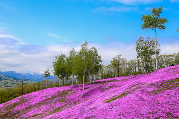 Landscape with pink flowers on the mountain, Takinoue, Hokkaido