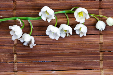 Close up of Lily of the valley