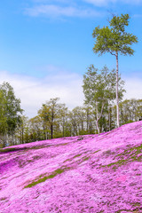Landscape with pink flowers on the mountain, Takinoue, Hokkaido