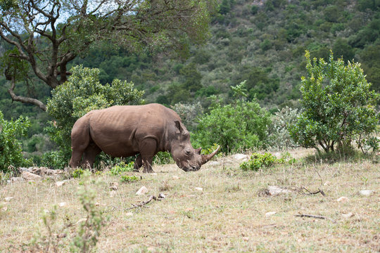 the last rhinos on the savannah of afrika