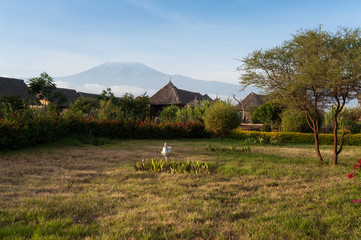 kilimanjaro
