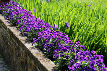 il muro delle viole