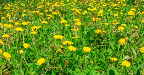 Yellow dandelion flowers with leaves