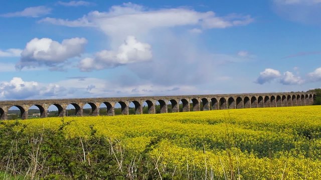Beautiful rapeseed fields with blue sky, footage