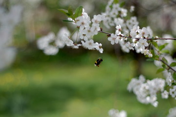 Wiosna w sadzie. © boguslavus