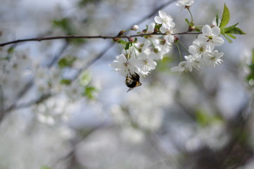 Wiosna w sadzie. © boguslavus