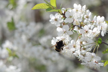 Wiosna w sadzie. © boguslavus