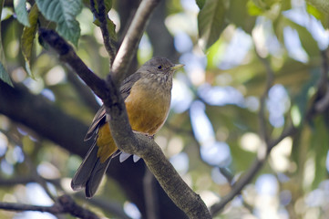 Sabiá-laranjeira, ave símbolo do Brasil