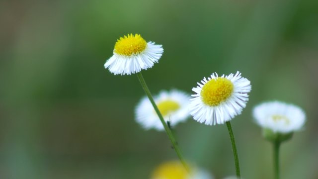 Small white wildflower blowing in breeze, 4K