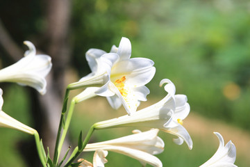 Obraz premium Hydrangea,blooming purple with yellow flowers in garden