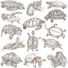 Turtles - Freehands, full sized hand drawings on white