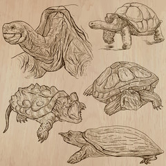 Turtles - An hand drawn vector pack