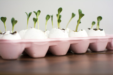 Seedlings in egg shells