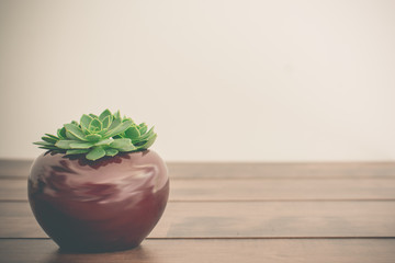 Three tiny succulent plants in a pot