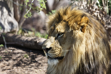 Distinguished lion portrait