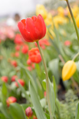 Obraz premium Beautiful bouquet of tulips, tulips in spring,colourful tulips.