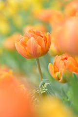 Beautiful bouquet of tulips, tulips in spring,colourful tulips.