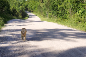 Dog Freely Walking