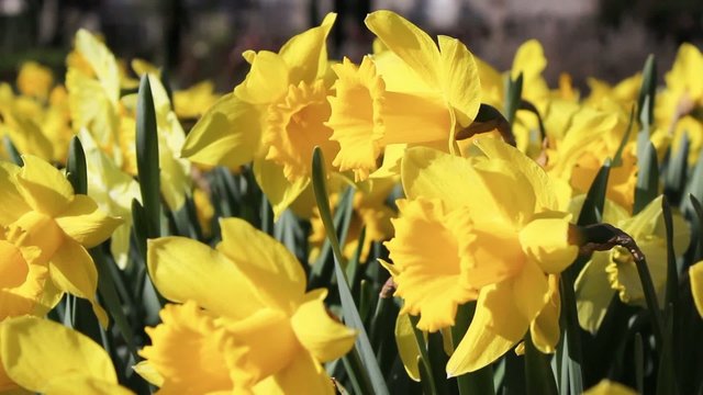 Beautiful yellow daffodils on a sunny Spring day, footage 