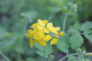 Fototapeta premium yellow flower of summer