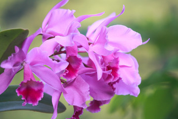Purple orchids. blur.