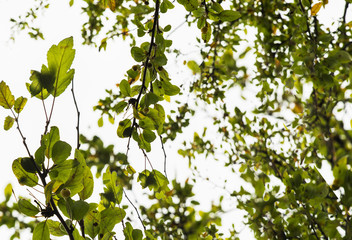 Fototapeta premium Beautiful green leaves on white background