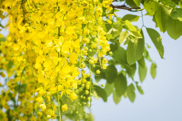 Beautiful yellow flower Golden shower (Cassia fistula) on tree