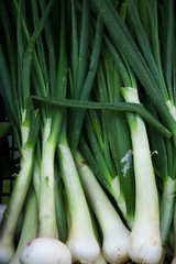 Fototapeta premium Close up of chives 