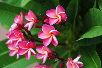 plumeria,flowers,color,background,tropical,pink