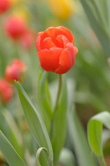 Beautiful bouquet of tulips, tulips in spring,colourful tulips.