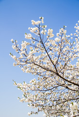 White sakura